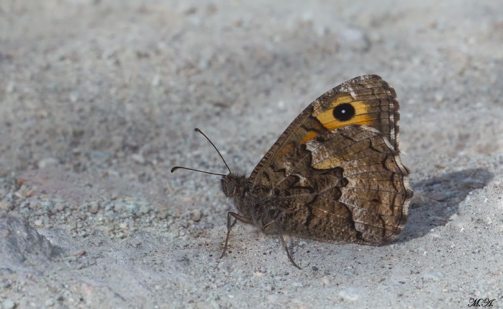 Hipparchia, richiesta id n.3 - Hipparchia (Parahipparchia) neapolitana